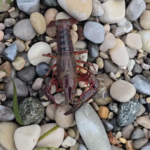 Image of a tiny Crayfish at Lake Garda