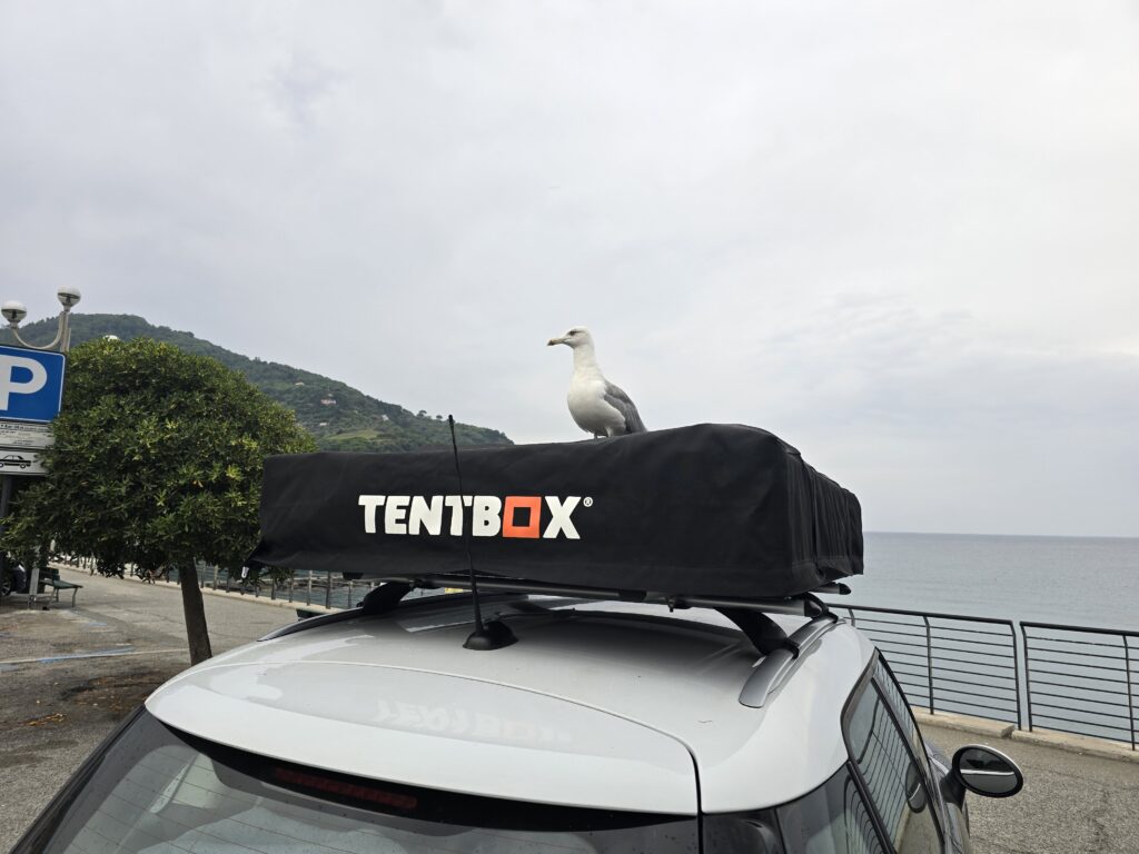 Image of a seagull on a rooftent